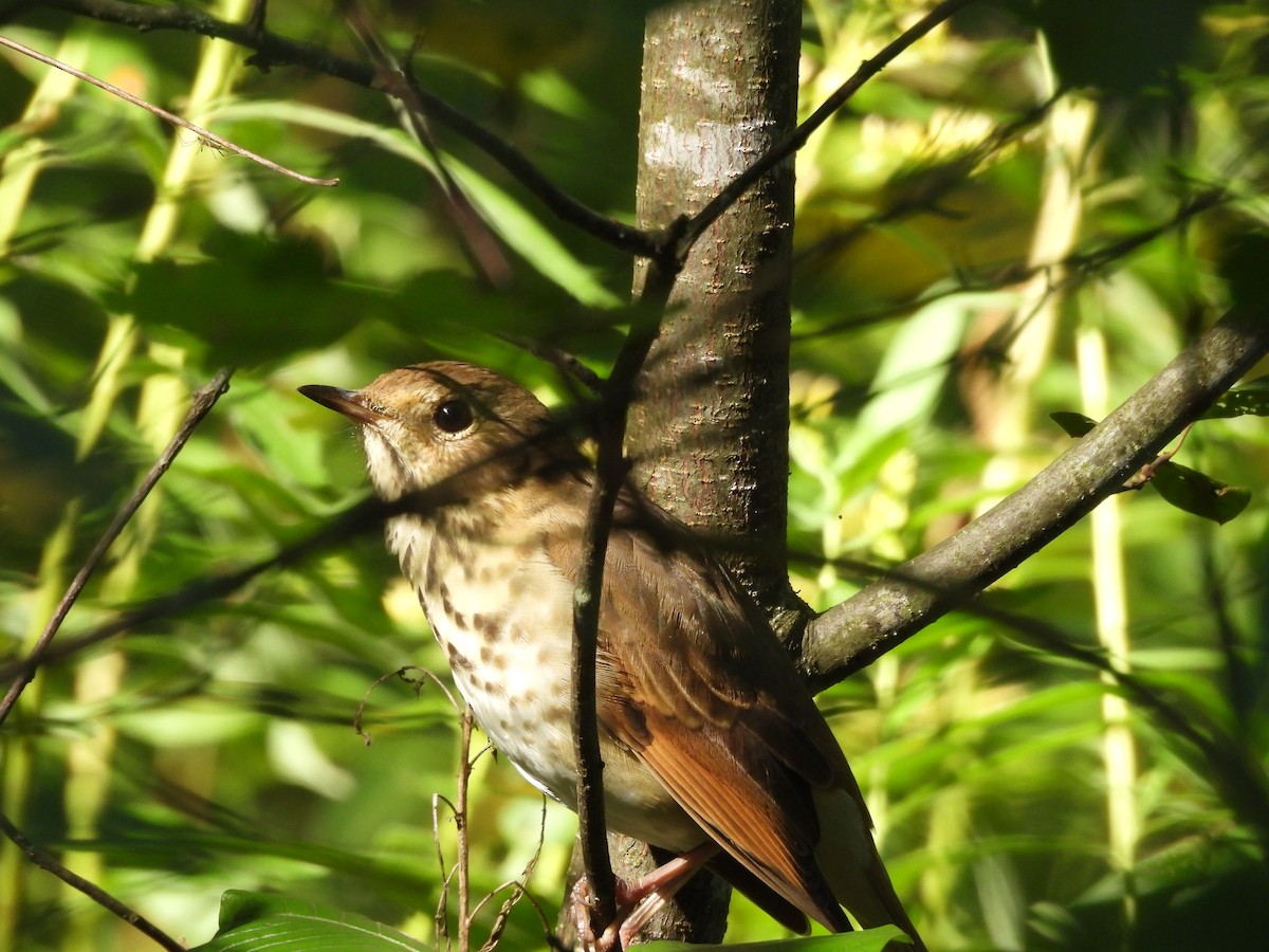 Hermit Thrush - ML641824072