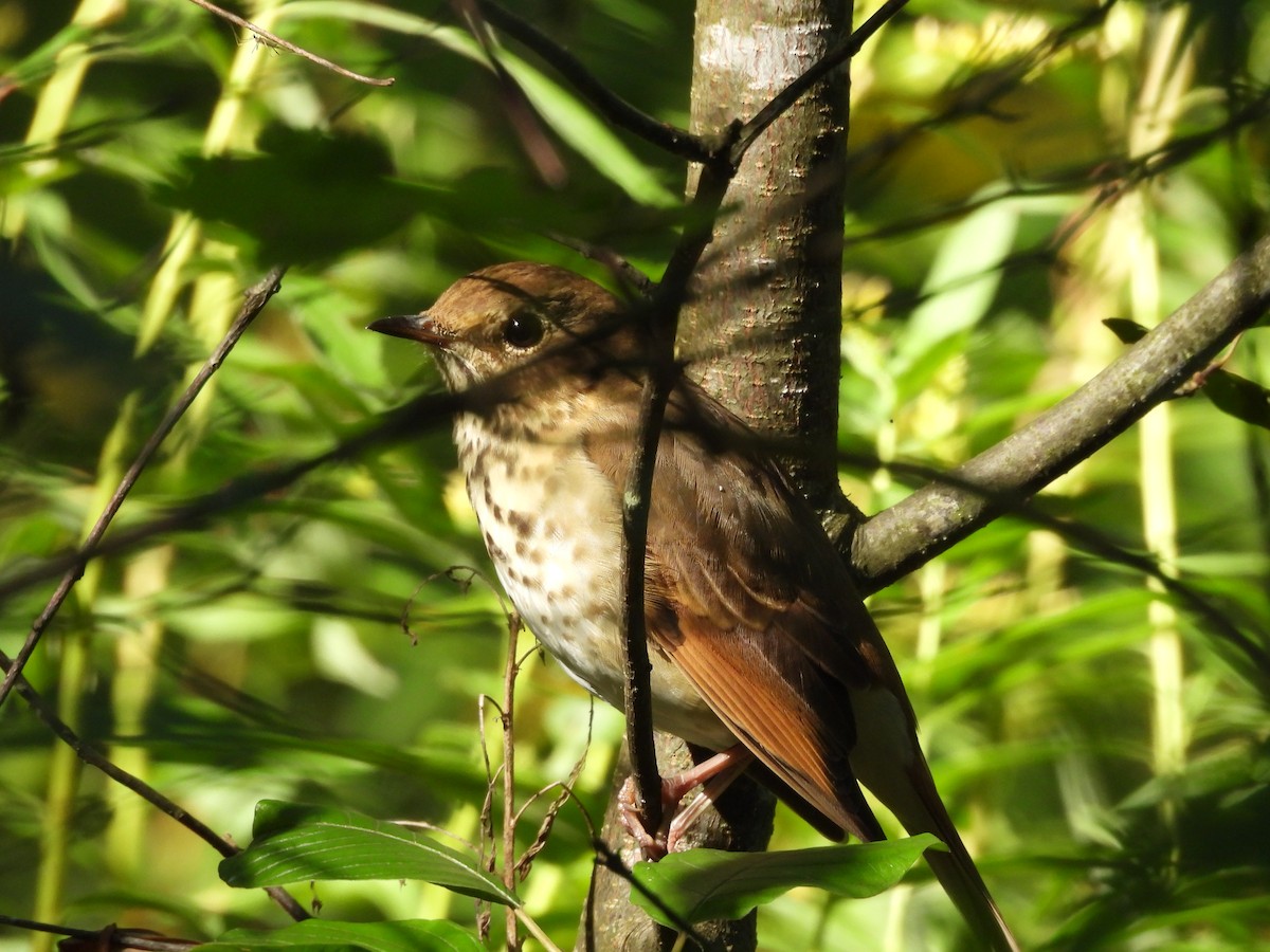 Hermit Thrush - ML641824073