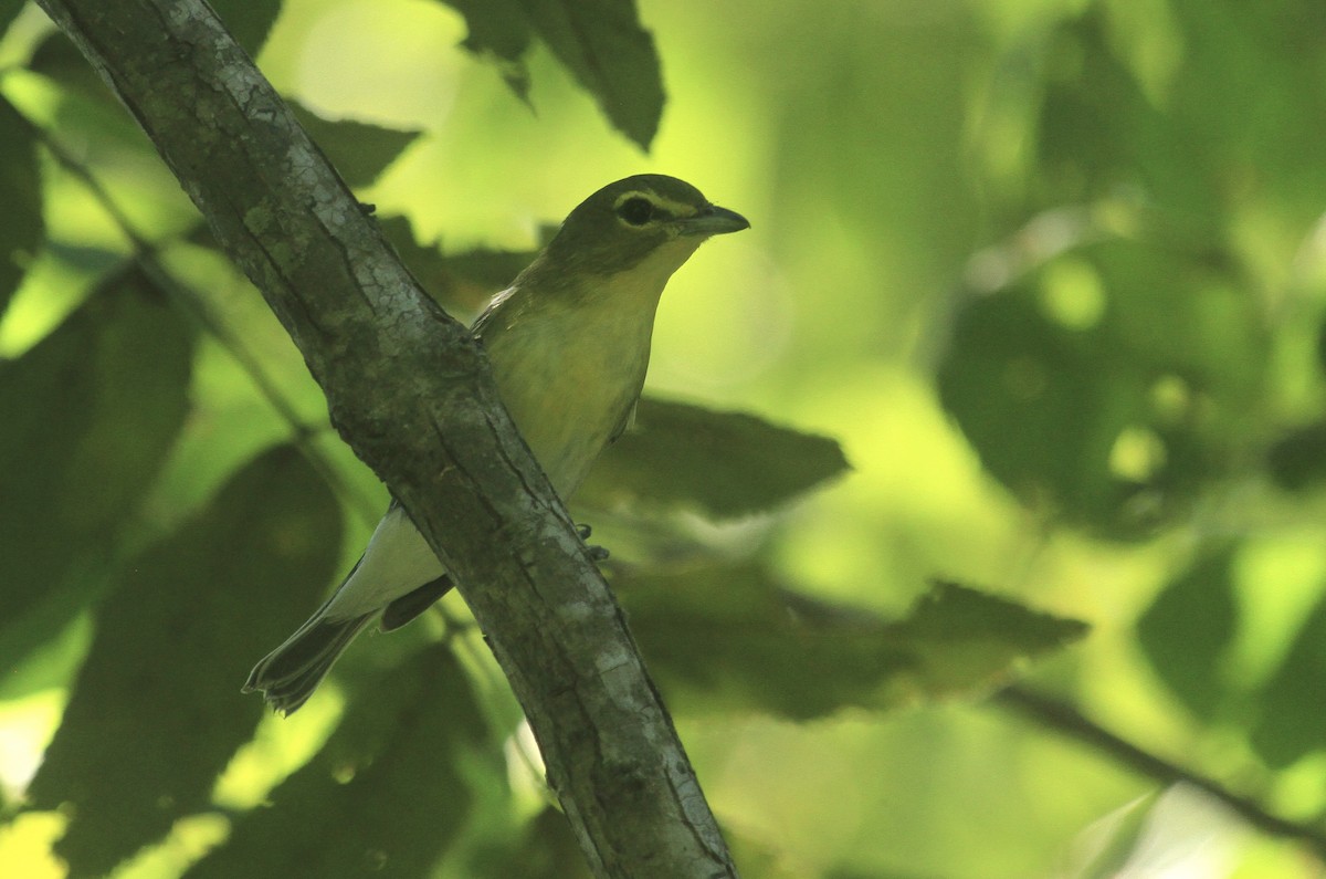 Sarı Gerdanlı Vireo - ML641824084
