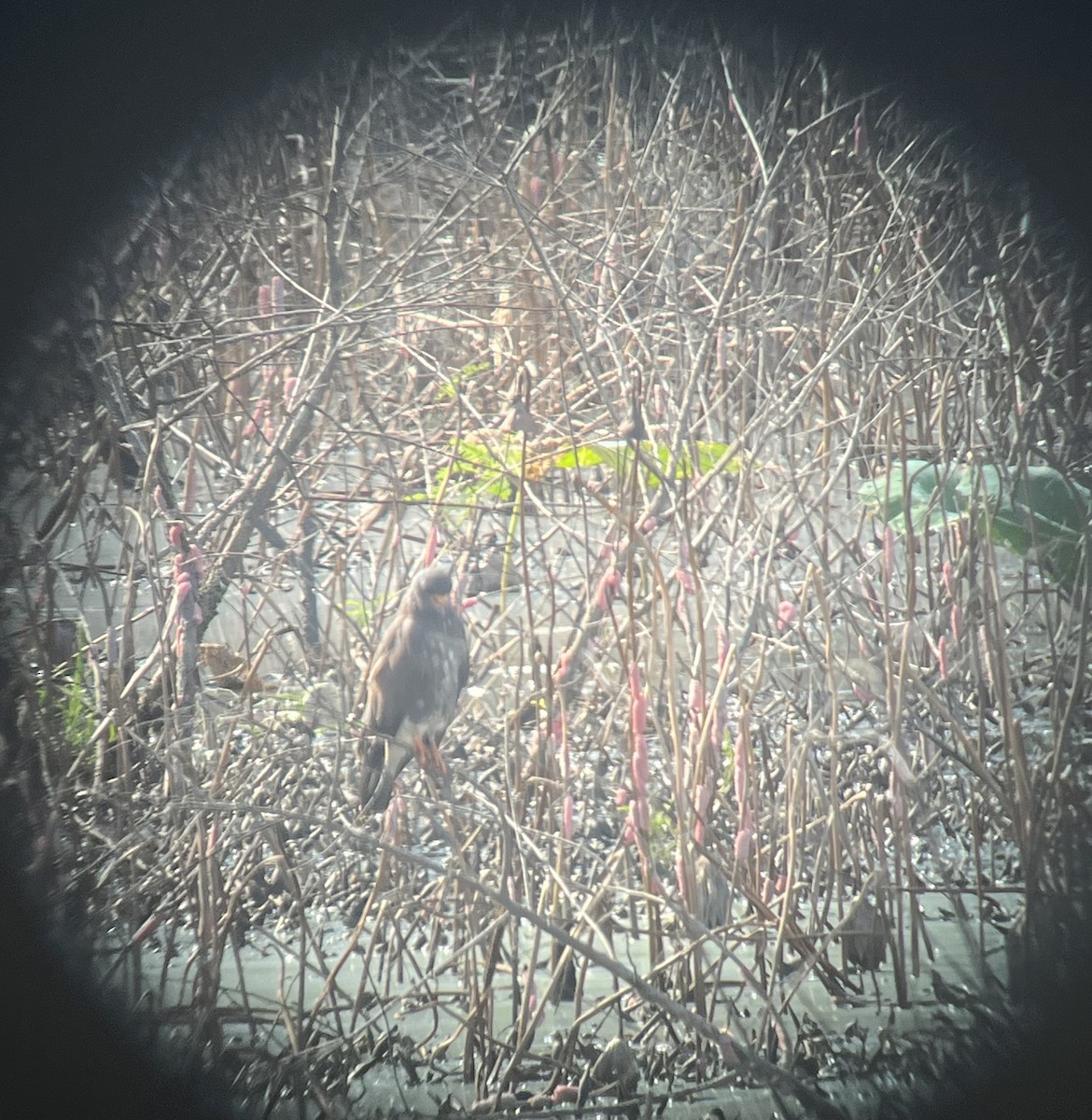 Snail Kite - ML641824085