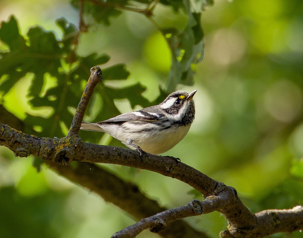 Black-throated Gray Warbler - ML641824099