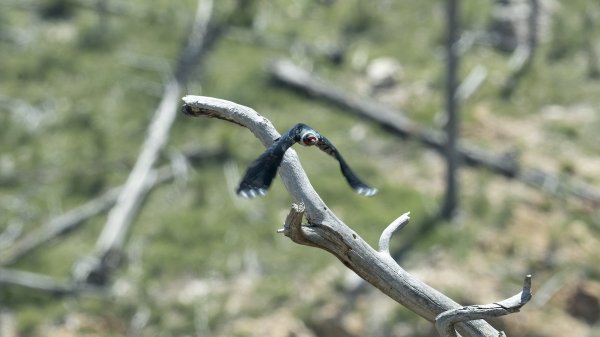 Lewis's Woodpecker - ML641824101