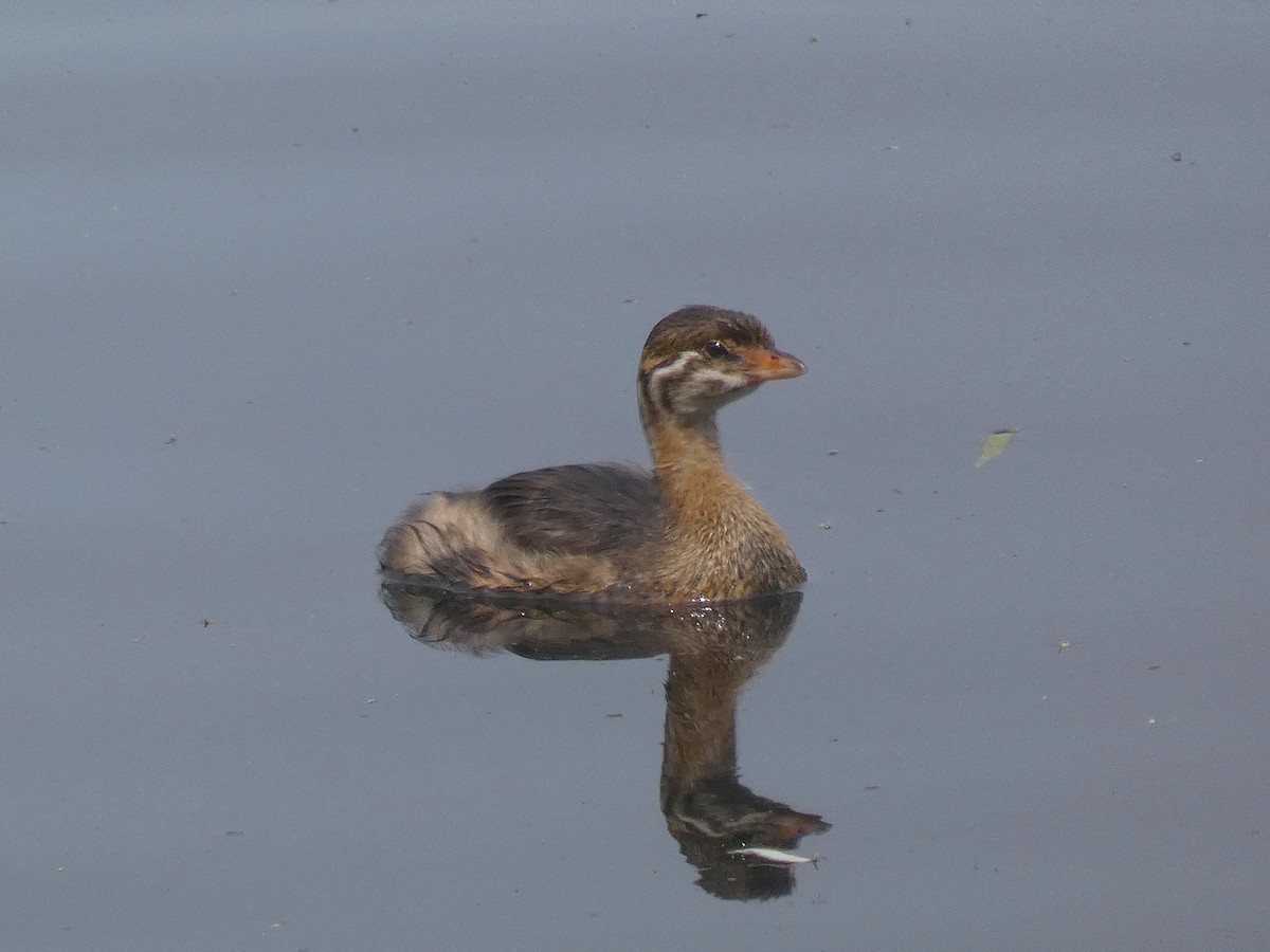 オビハシカイツブリ - ML641824110