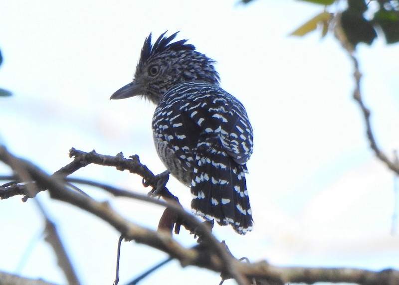 Barred Antshrike - ML641824174