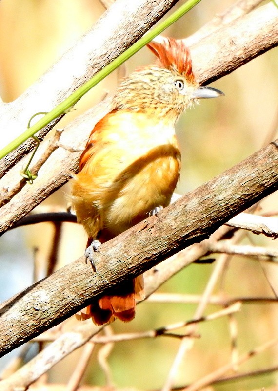 Barred Antshrike - ML641824175