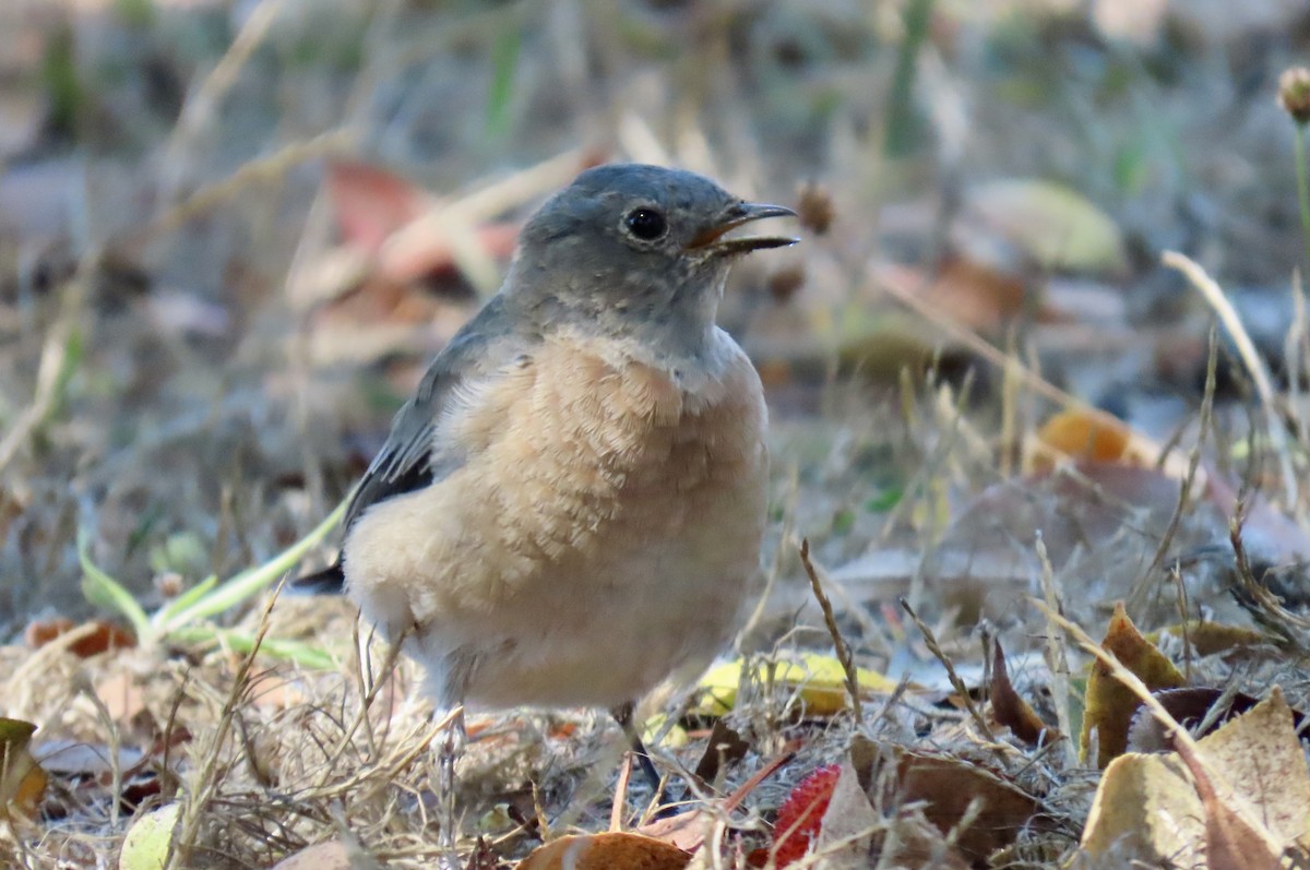 Western Bluebird - ML641824177