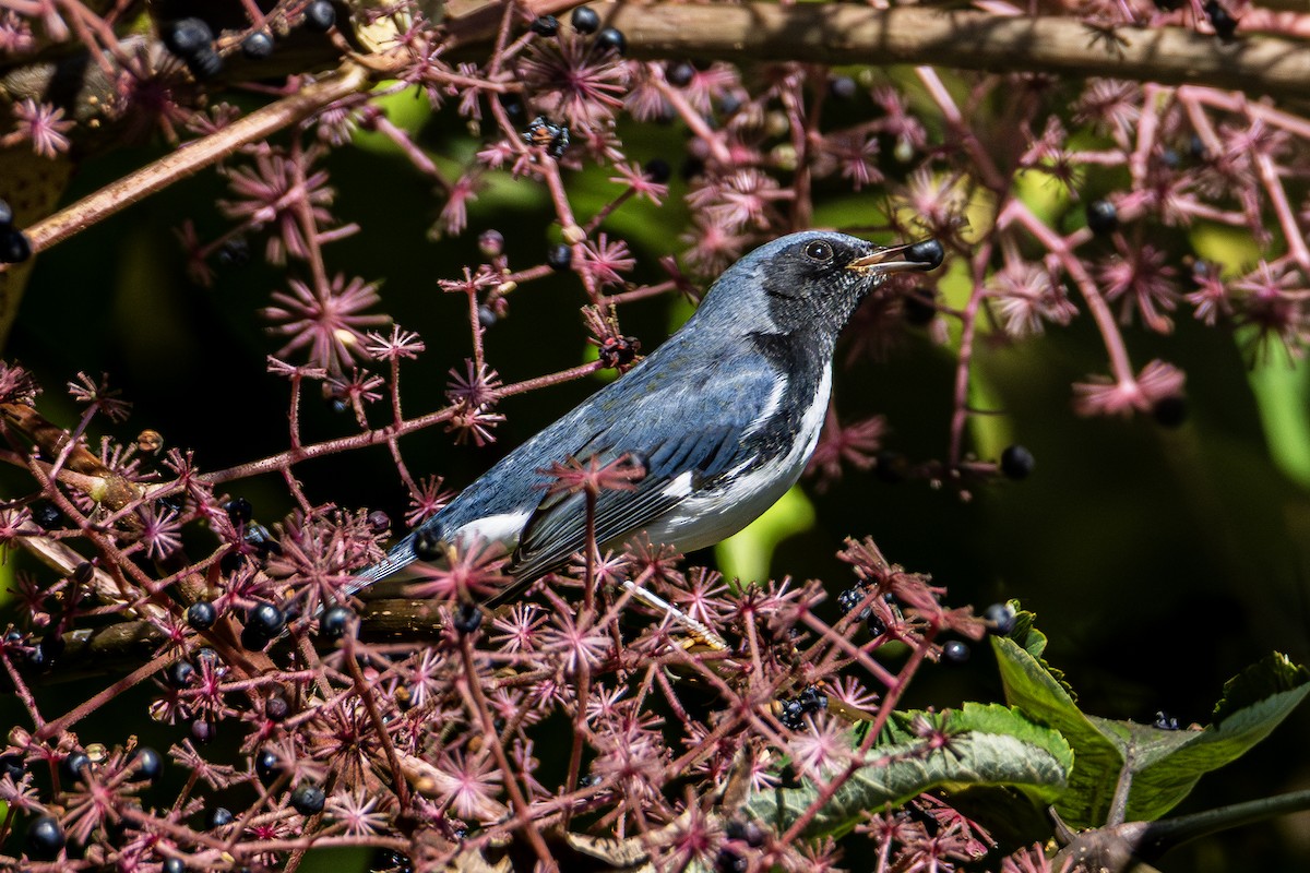 Black-throated Blue Warbler - ML641824215