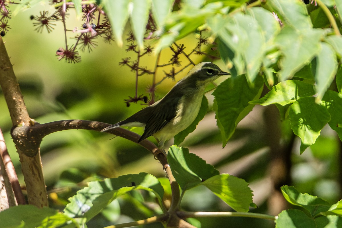 Black-throated Blue Warbler - ML641824216
