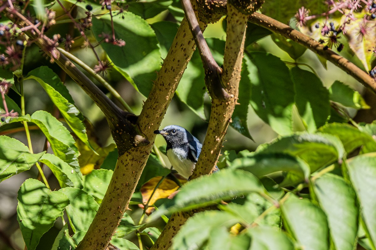 Black-throated Blue Warbler - ML641824217