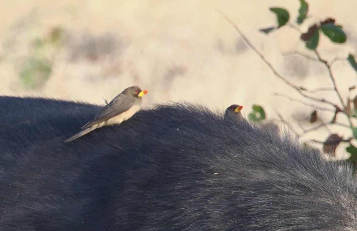 Yellow-billed Oxpecker - ML641824263