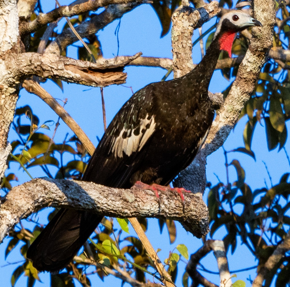 Red-throated Piping-Guan - ML641824298