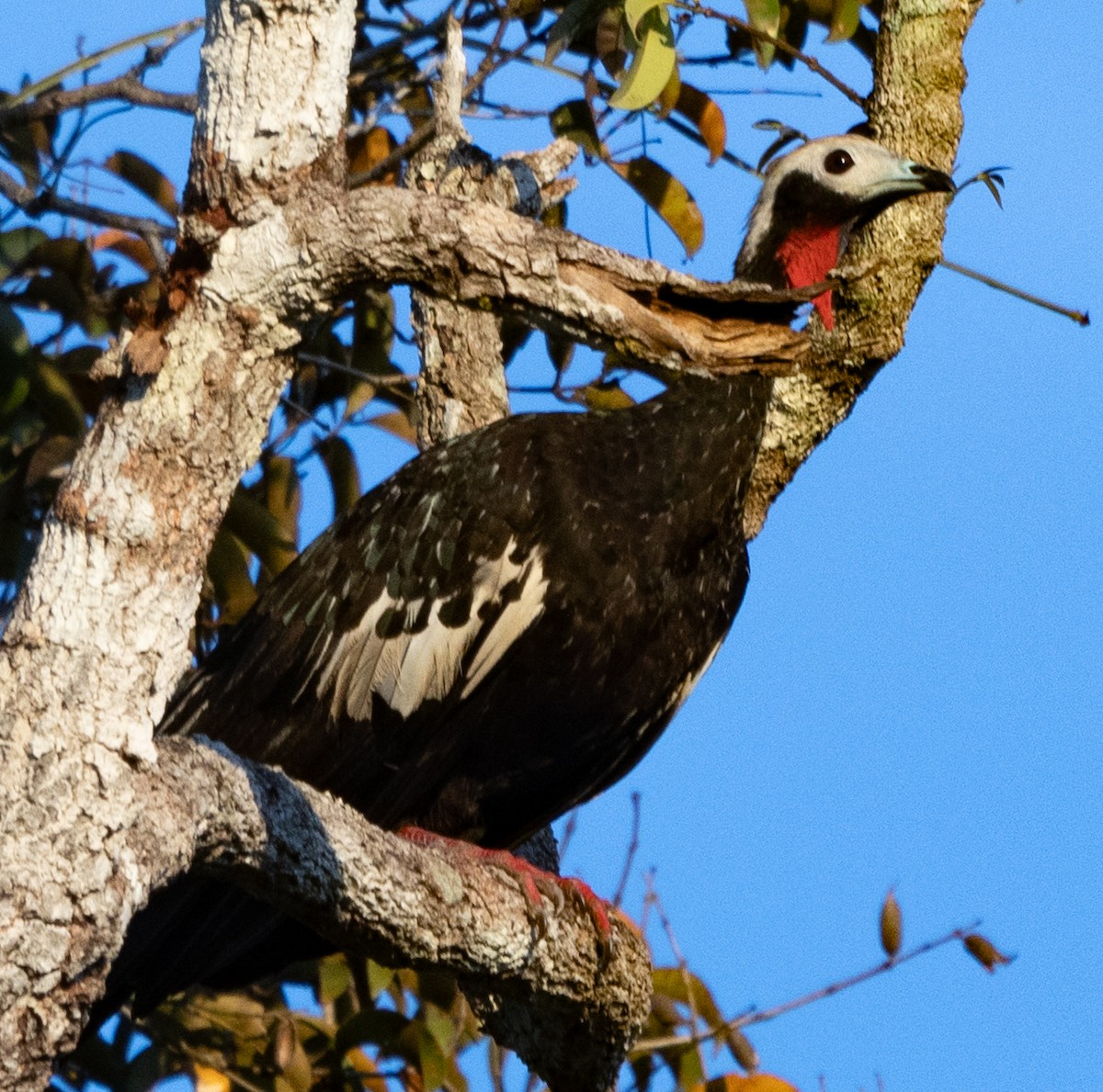 Red-throated Piping-Guan - ML641824299