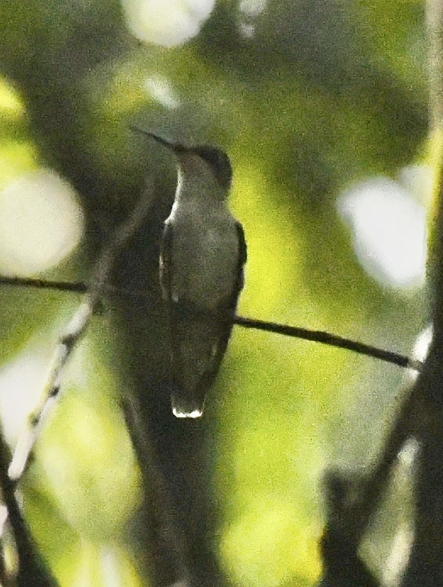 Ruby-throated Hummingbird - ML641824303