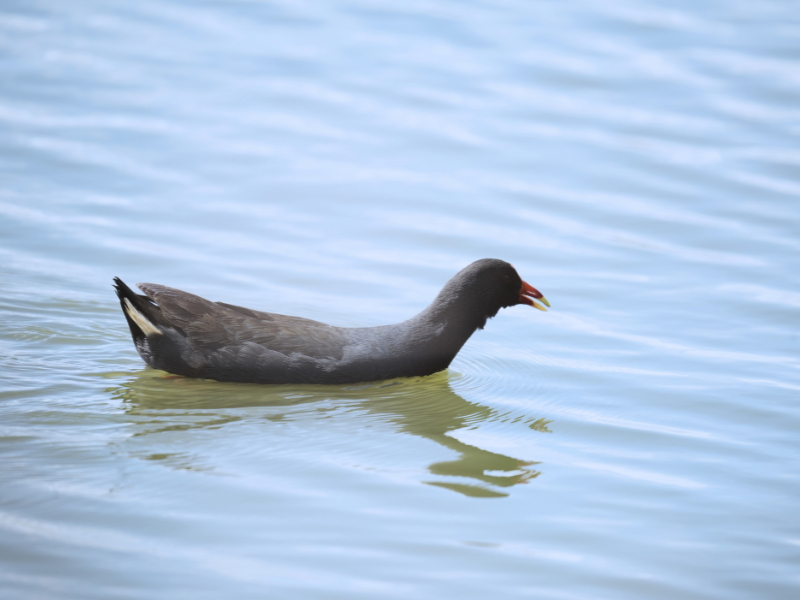 Dusky Moorhen - ML641824313