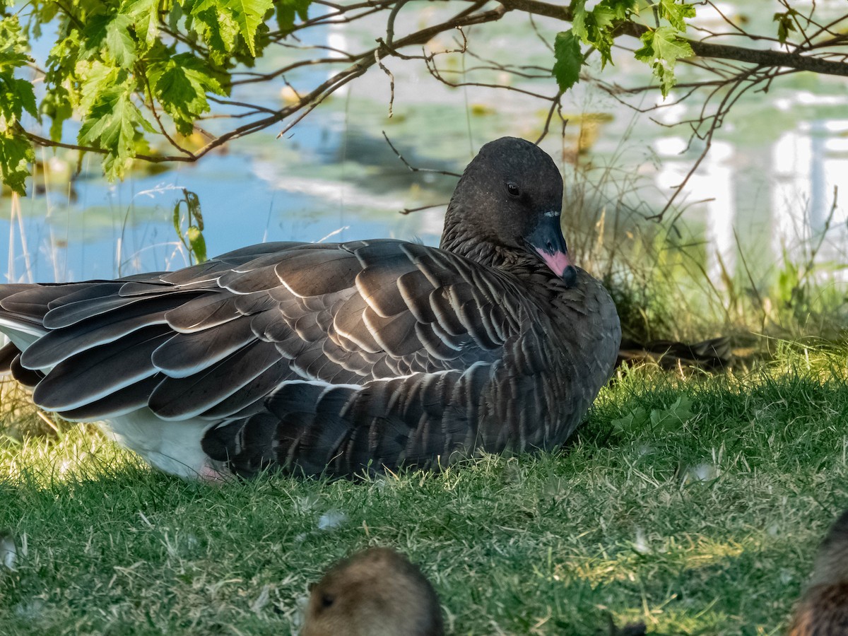 Pink-footed Goose - ML641824315