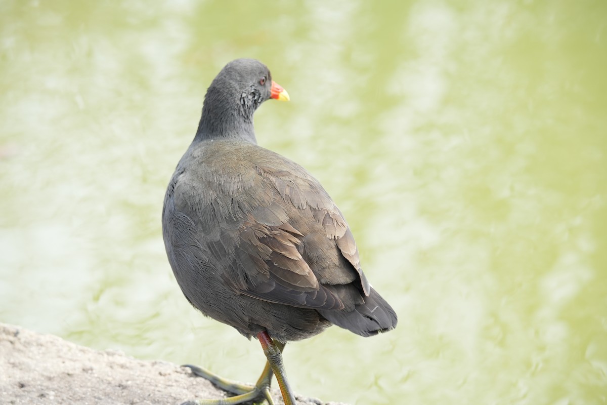 Dusky Moorhen - ML641824318