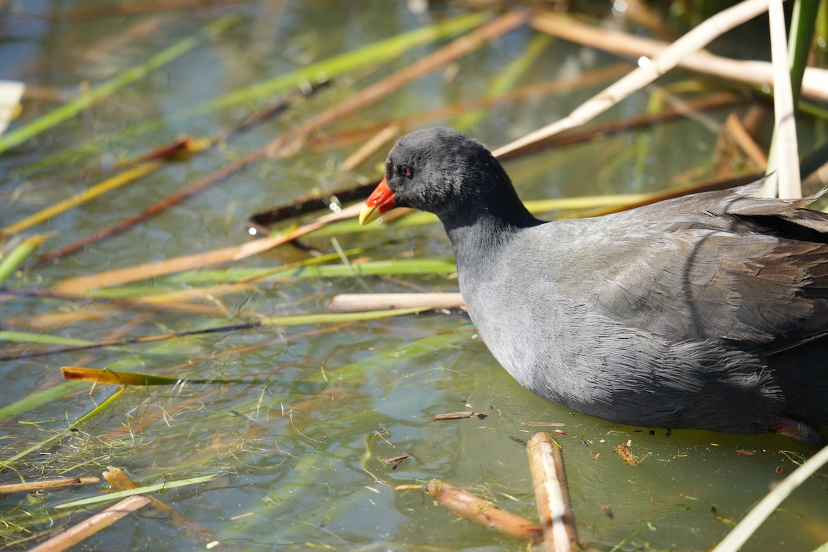 Dusky Moorhen - ML641824319