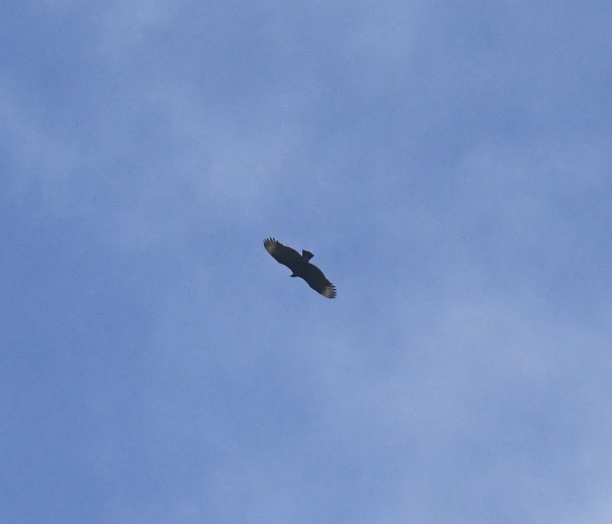 Урубу - ML641824326