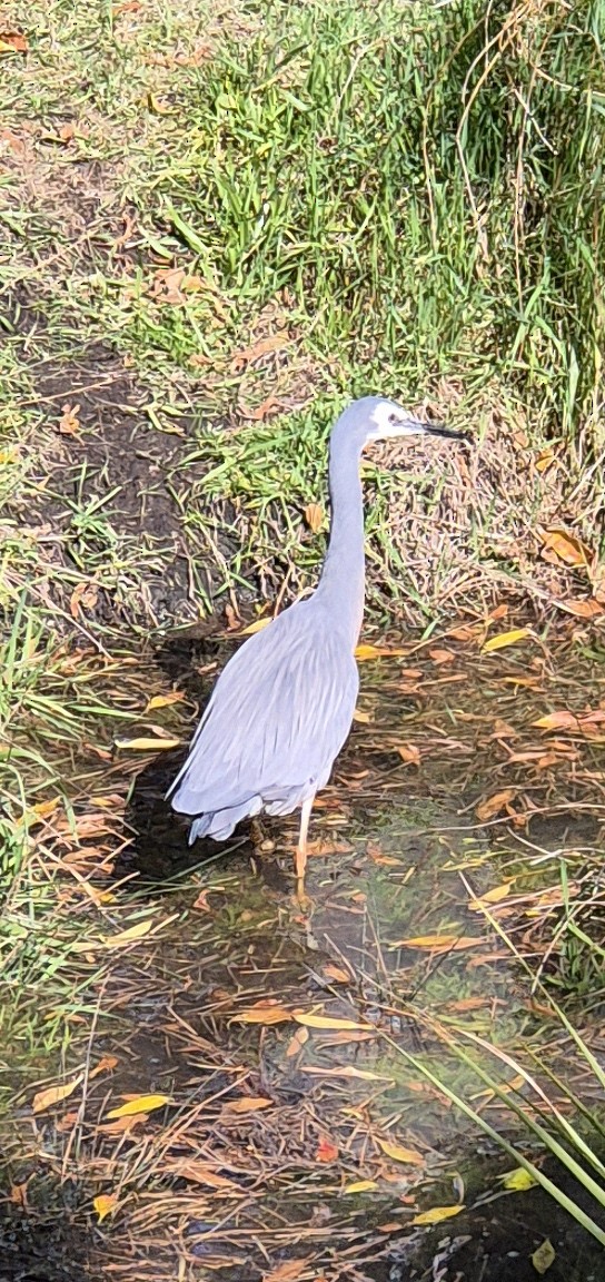 White-faced Heron - ML641824333