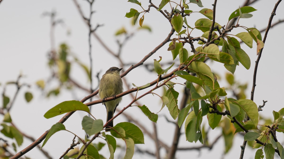 tyranovec domácí - ML641824339