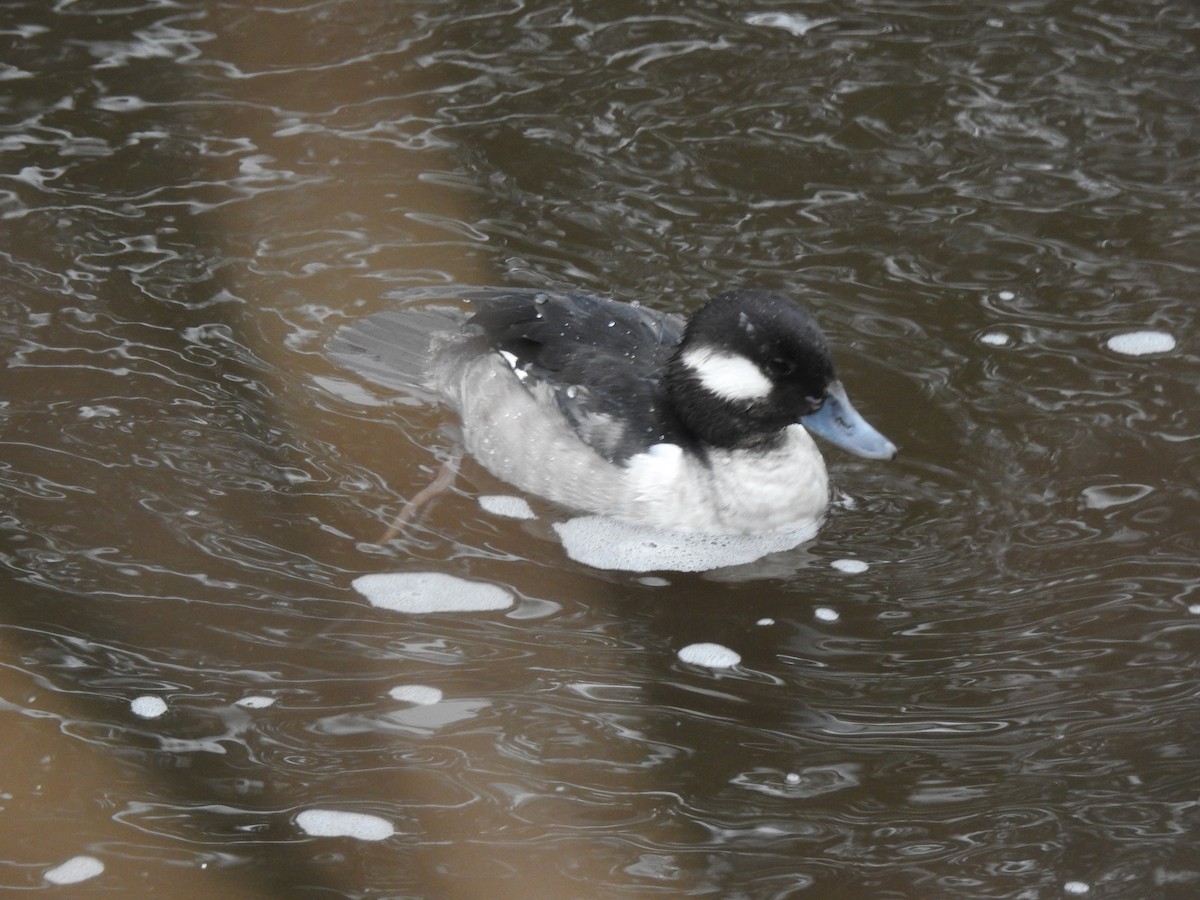 Bufflehead - ML641824354