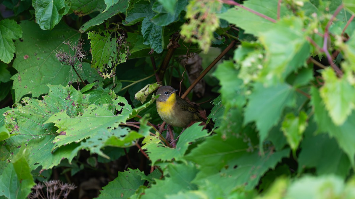 lesňáček žlutohrdlý - ML641824363