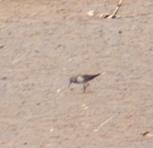 Pectoral Sandpiper - ML641824432