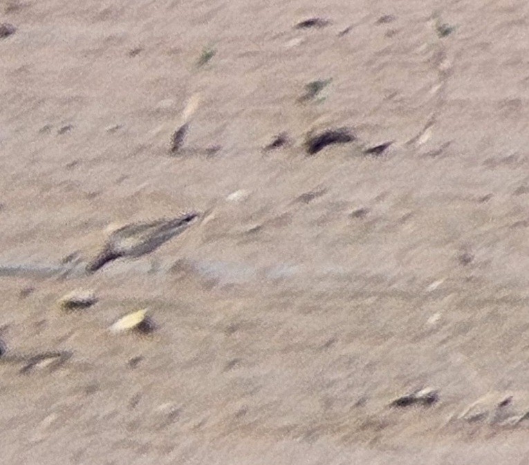 Pectoral Sandpiper - ML641824433