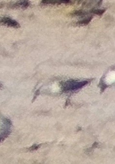 Pectoral Sandpiper - ML641824434
