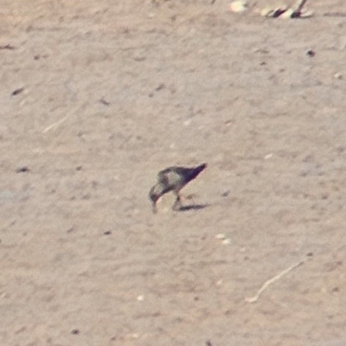 Pectoral Sandpiper - ML641824435