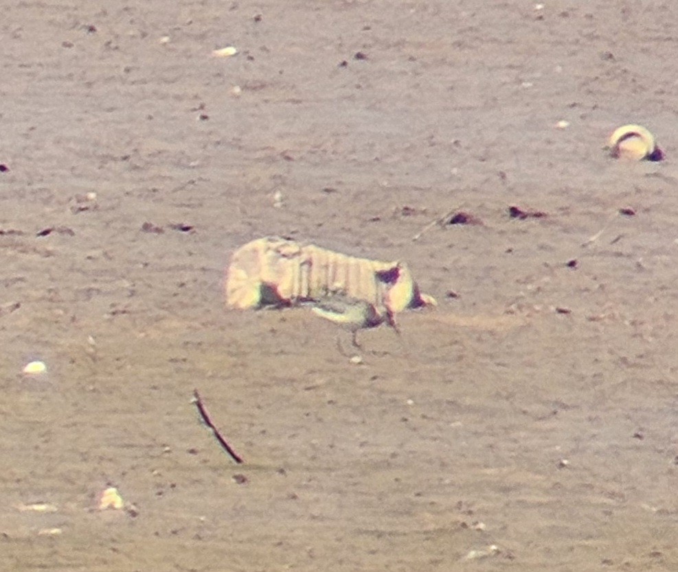 Pectoral Sandpiper - ML641824436