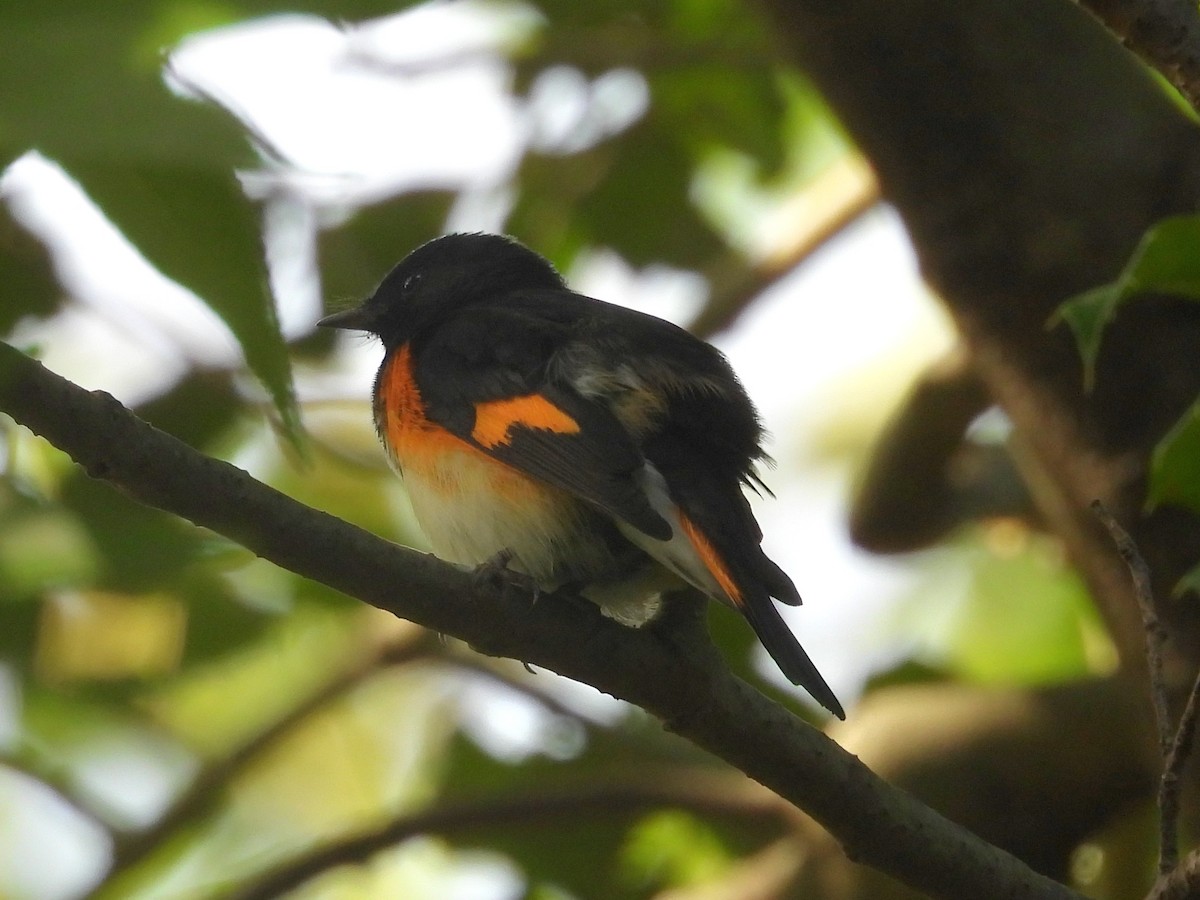 American Redstart - ML641824437