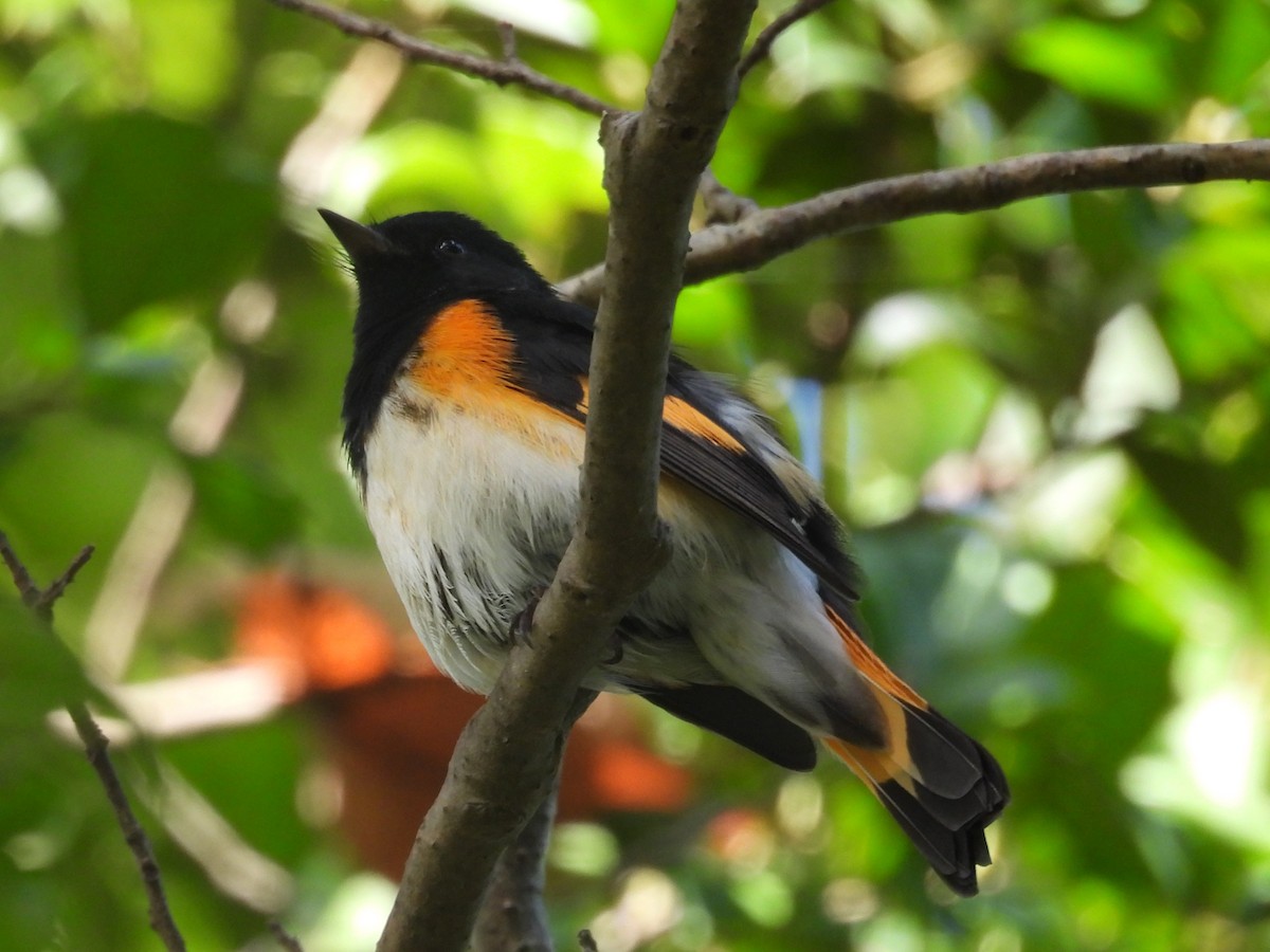 American Redstart - ML641824438