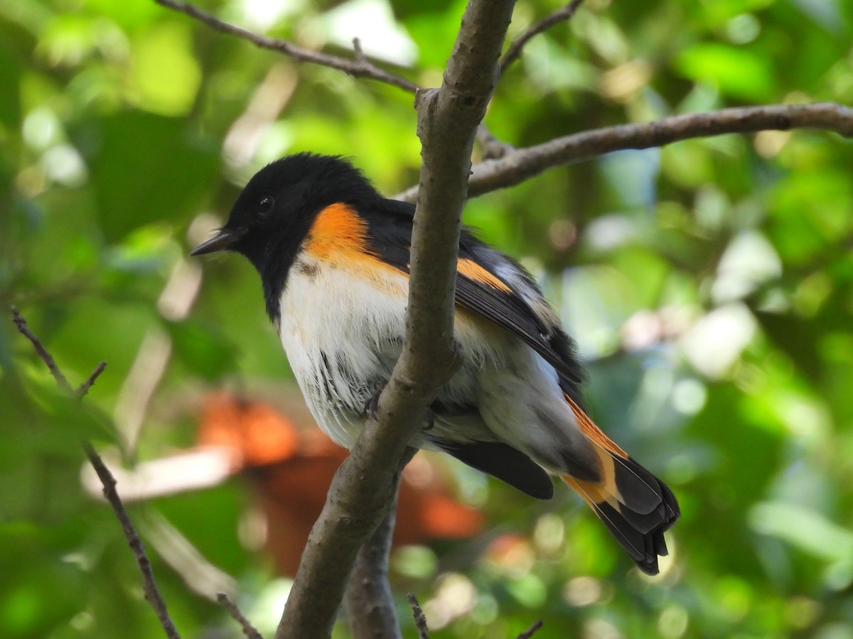 American Redstart - ML641824439