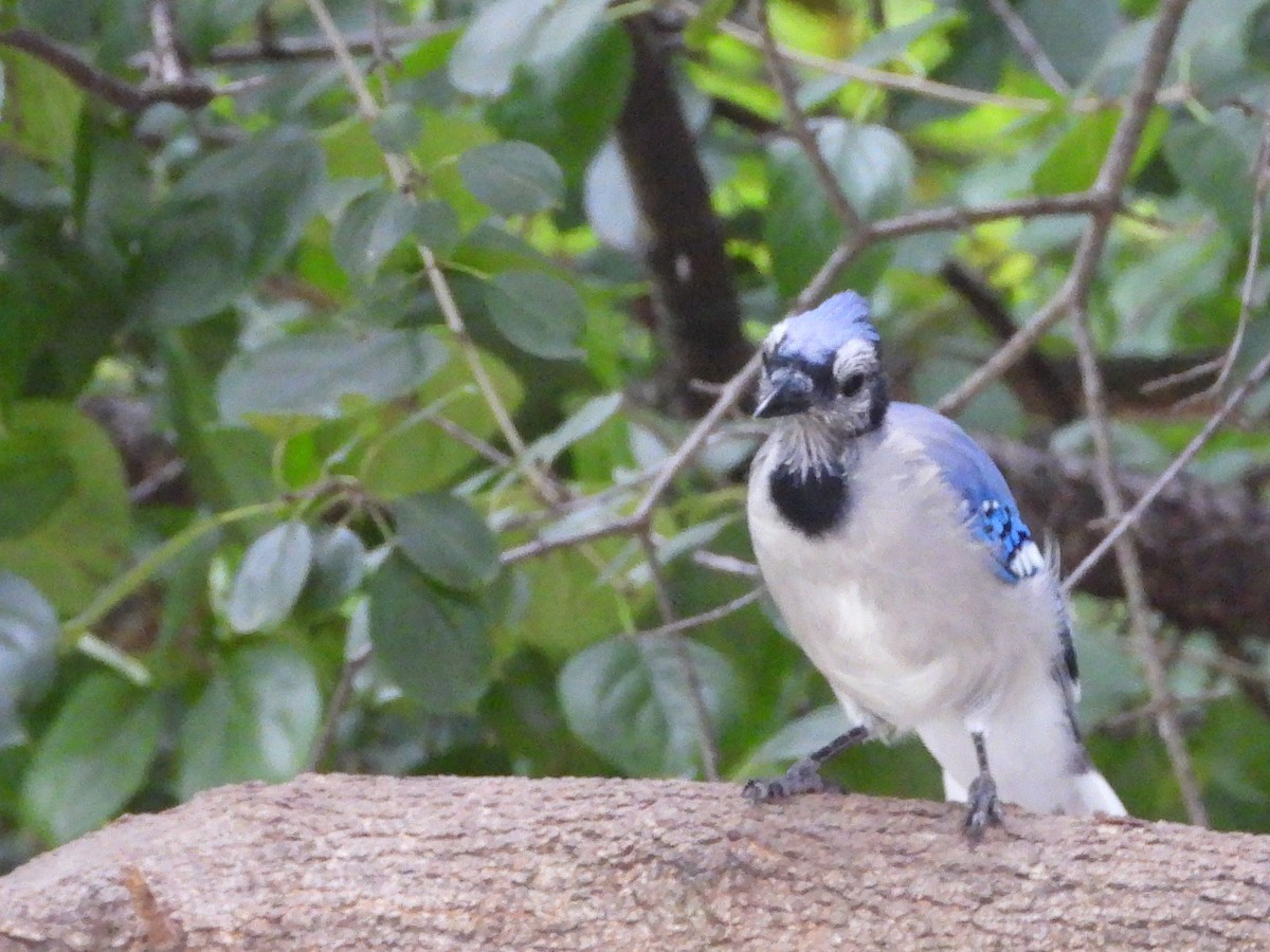 Blue Jay - ML641824446
