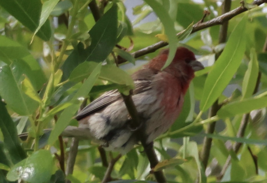 House Finch - ML641824450