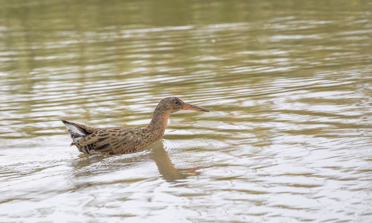 Ridgway's Rail - ML641824453