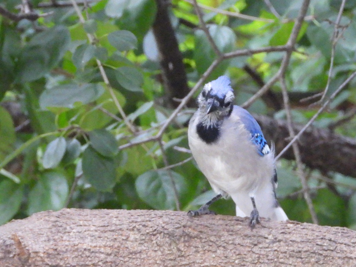 Blue Jay - ML641824485