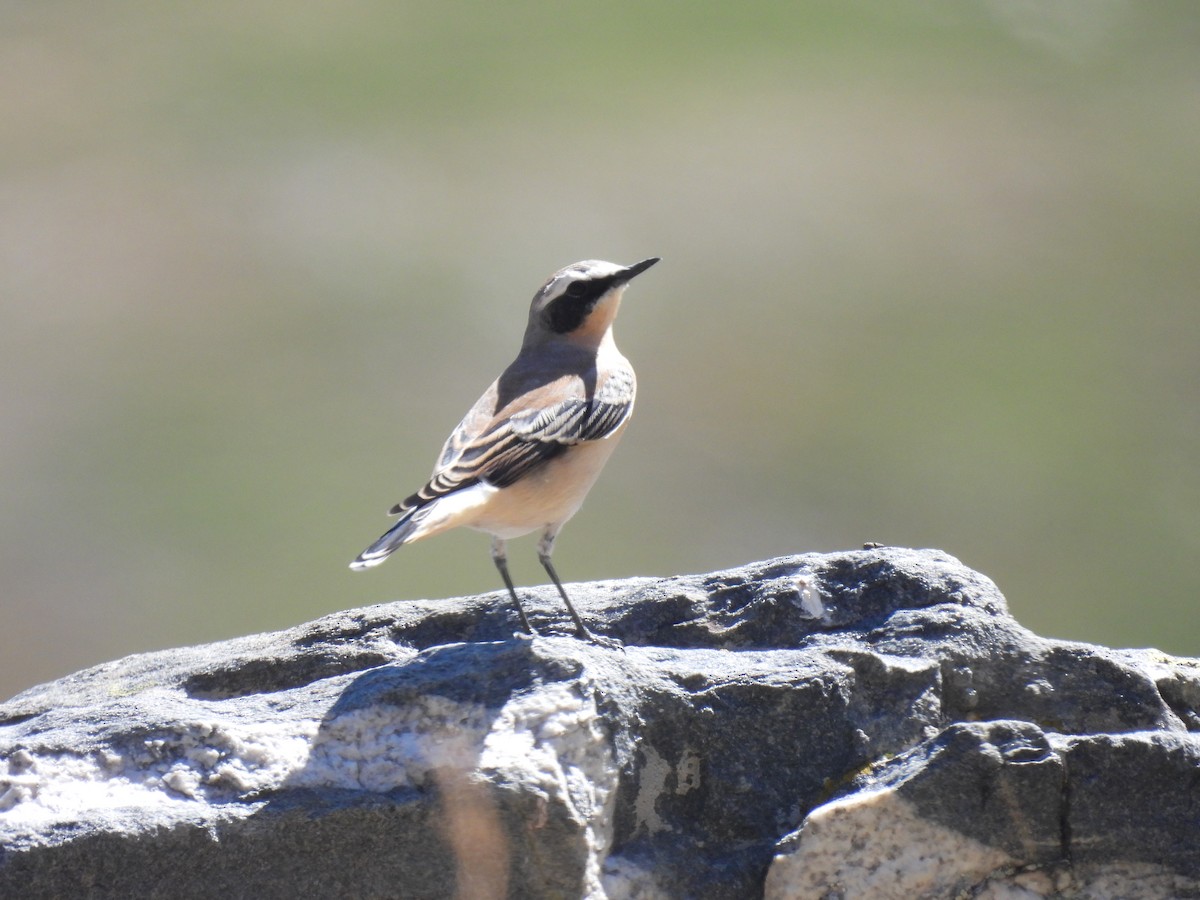 Northern Wheatear (Eurasian) - ML641824493