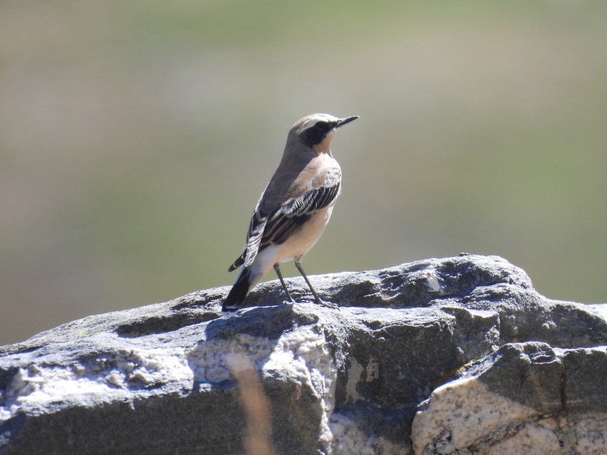 Northern Wheatear (Eurasian) - ML641824494
