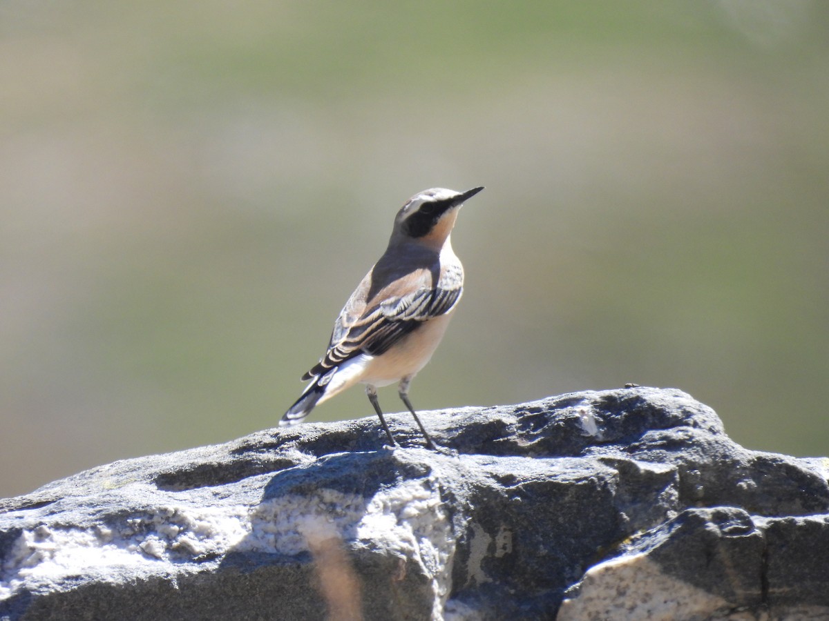 Northern Wheatear (Eurasian) - ML641824495