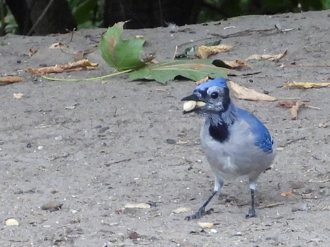Blue Jay - ML641824500