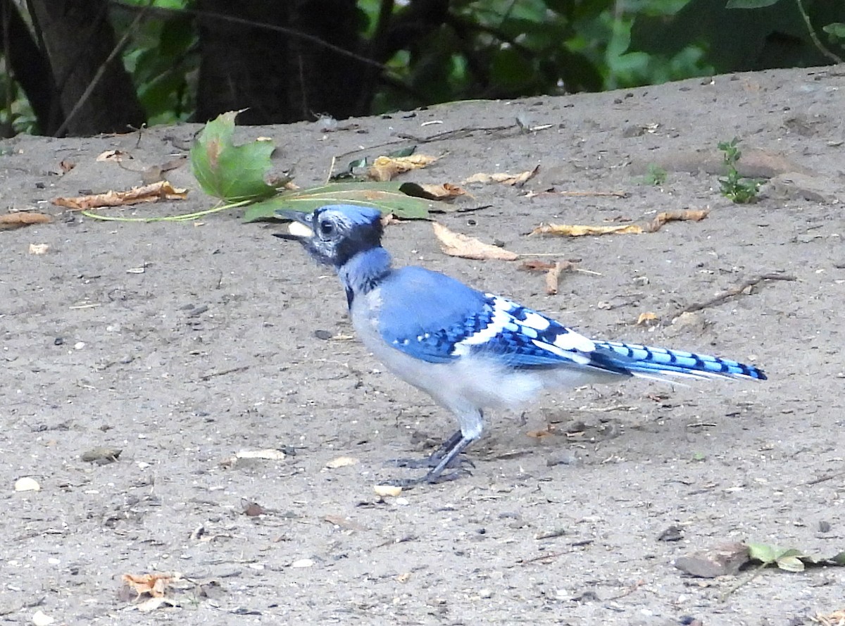 Blue Jay - ML641824514