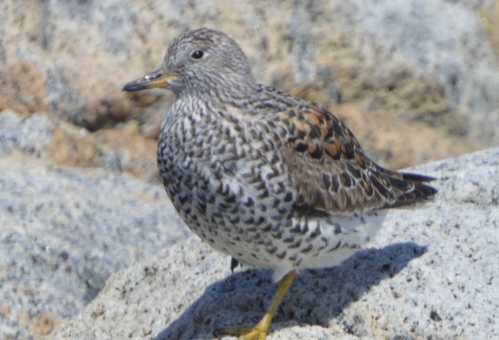 Surfbird - ML641824544