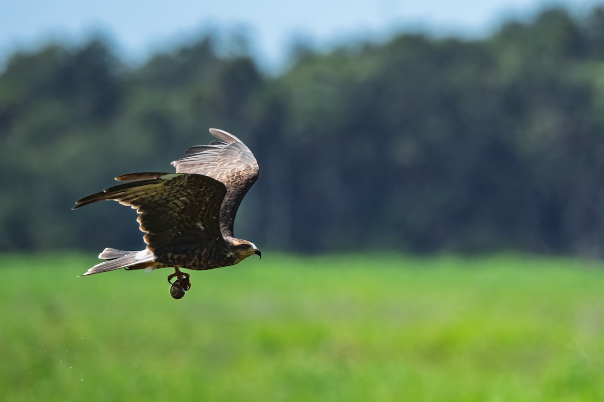Snail Kite - ML641824552