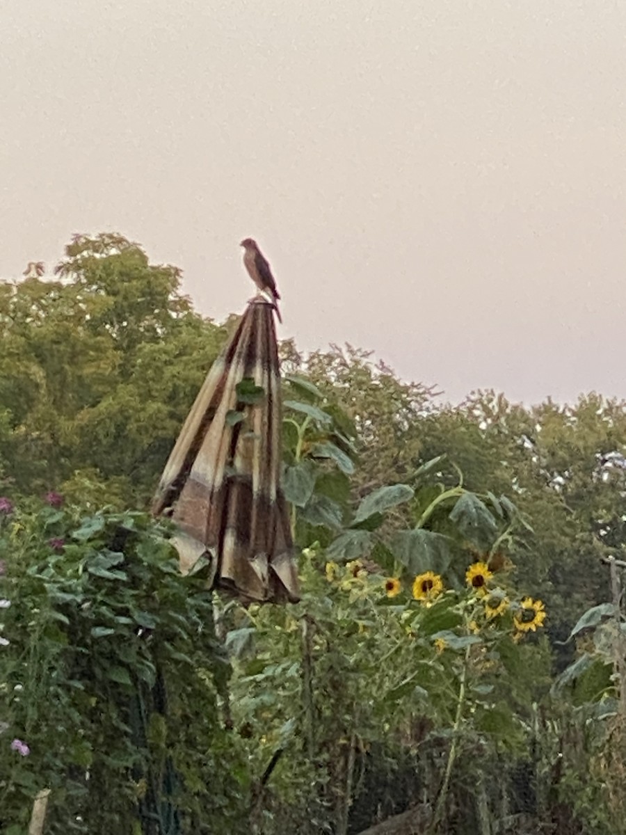 jestřáb americký - ML641824553