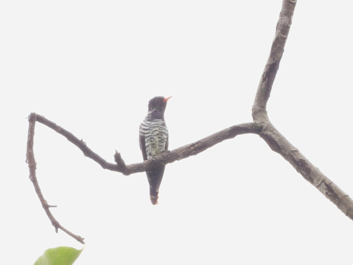 Violet Cuckoo - ML641824584