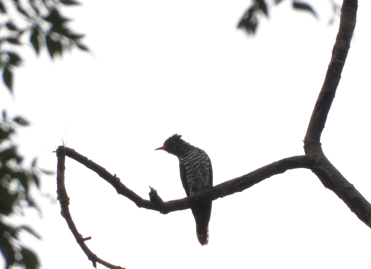 Violet Cuckoo - ML641824585