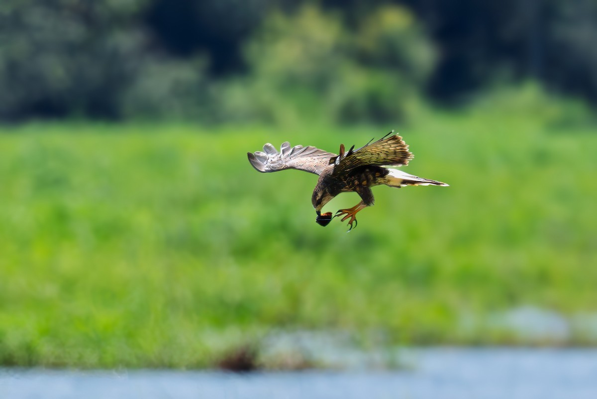 Snail Kite - ML641824586