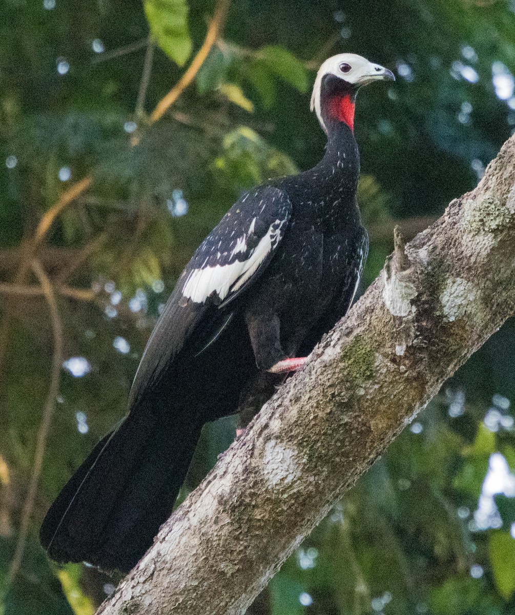 Red-throated Piping-Guan - ML641824590
